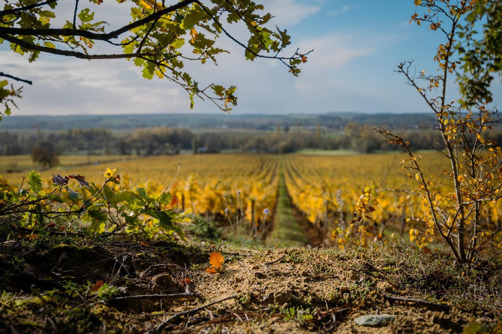 Panzoult Domaine Beausejour Bed & Breakfast エクステリア 写真